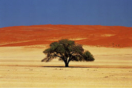 NAMIBIA  -  Wste mit roter Dne