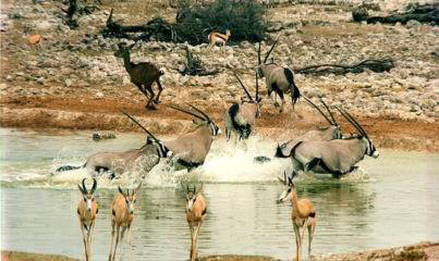 Namibias Wappentiere: die ORYX-Antilopen