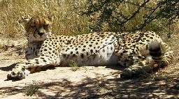 Namibia: Gepard