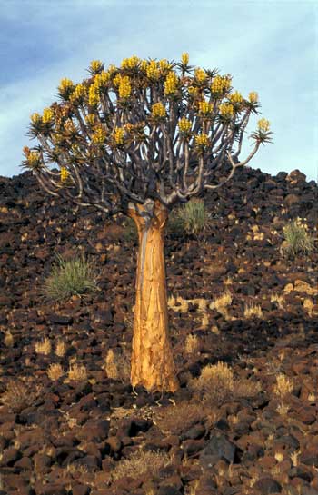 Namibia: blhender Kcherbaum