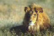 Namibia: Lwe - Lion